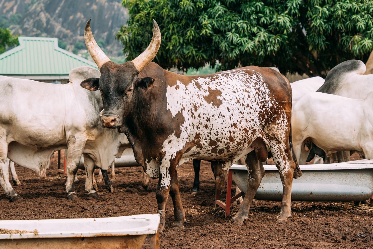 Ankole cattle at a feeding trough in a corral
