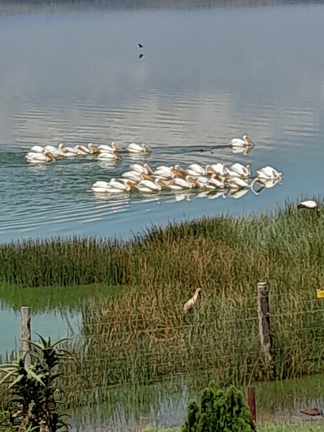 Pelicans on a lake beside a reed wetland