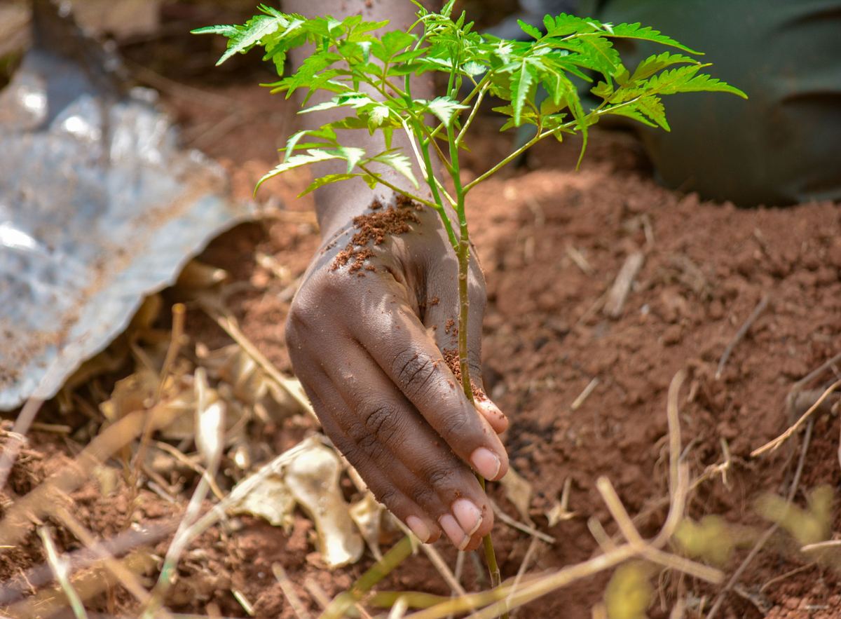 Hand planting a tree seedling in red soil